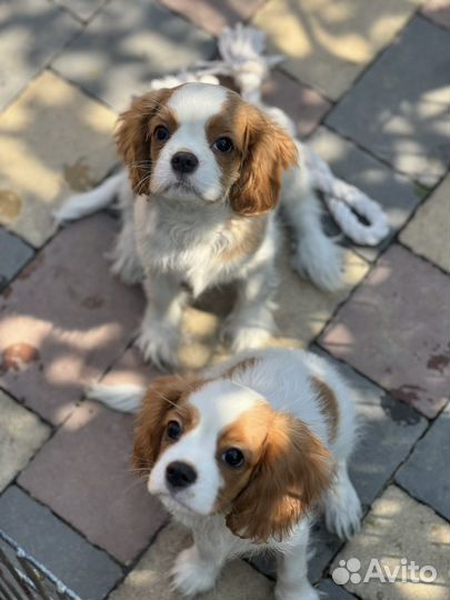 Спаниель кавалер кинг чарльз девочки