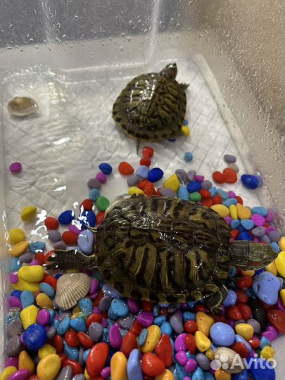 Черепаха красноухая