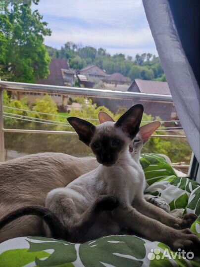 Ориентал котенок девочка