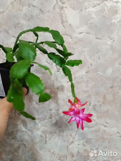 Декабрист шлюмбергера Бакли