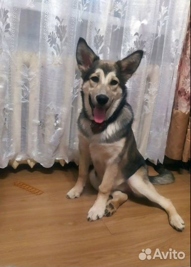 Аляскинский маламут