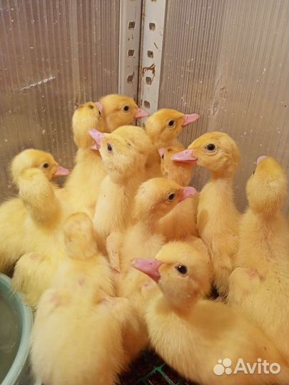 Индоутята, Утки, Селезни