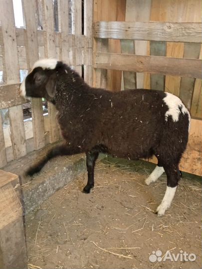 Овцы бараны ягнята