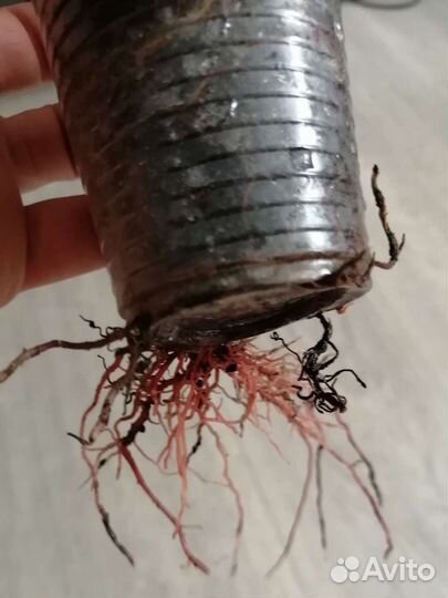 Филодендрон Карамель Марбл (клон)