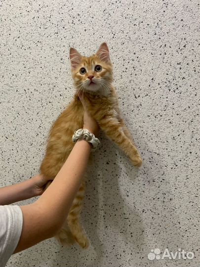 Котенок мальчик рыжий в дар