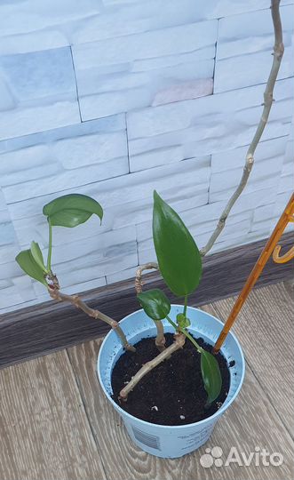 Филодендрон гитаровидный