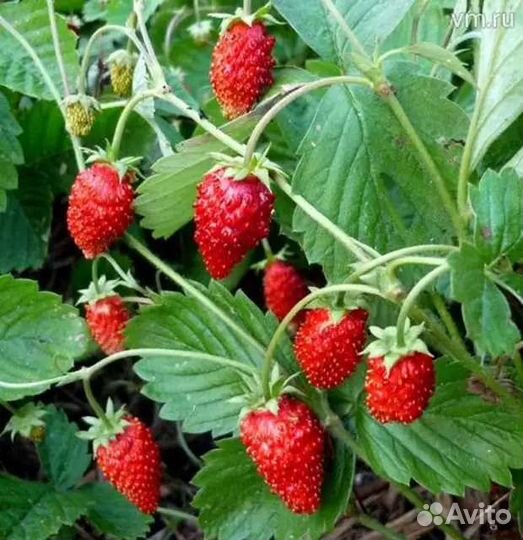 Саженцы садовой земляники