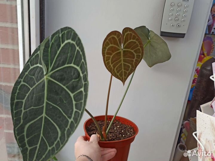 Антуриум кларинервиум, диффенбахии