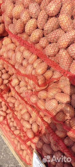 Семенной картофель