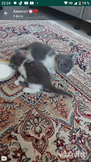 Котята в добрые руки