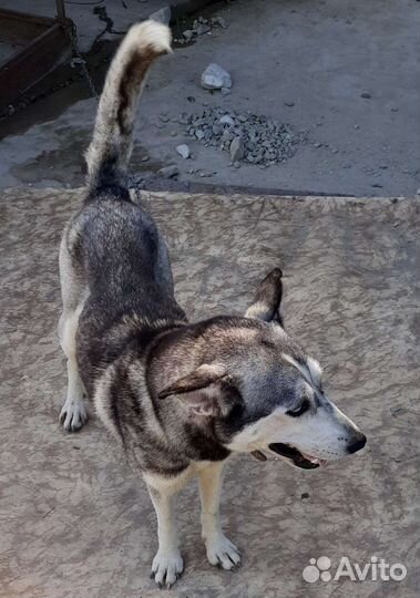 Сибирский хаски