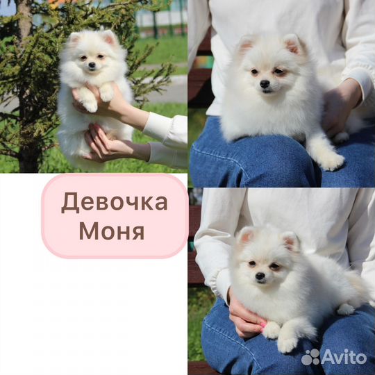 Щенки Мини Шпица