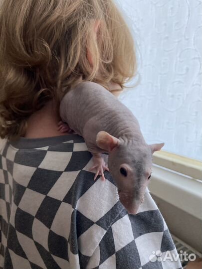 Ручные крысы девочки