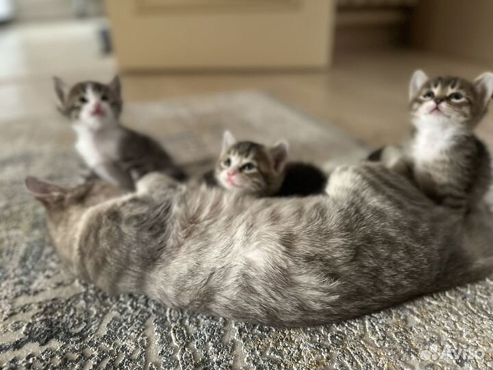 Котята в добрые руки даром