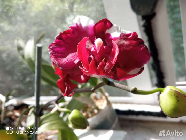 Орхидея взр Phal. Фуллера Саншайн в наличии