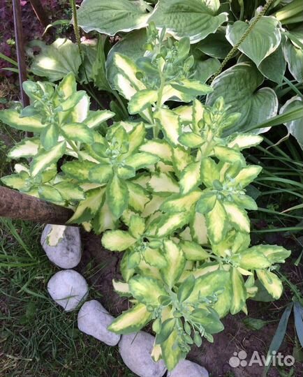 Растения садовые