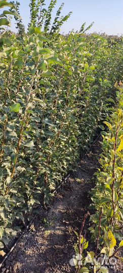 Саженцы плодовых деревьев