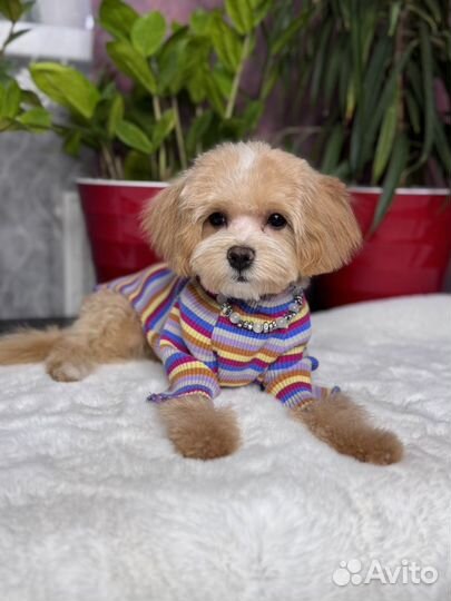 Мальтипу f1 mini девочка