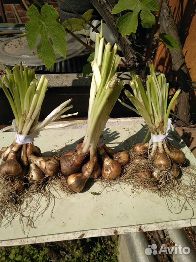 Луковицы нарциссов