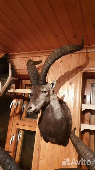 Коллекция чучел