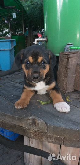 Щенки бесплатно