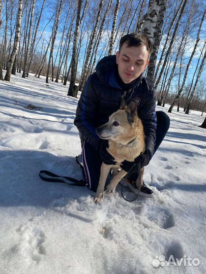 Собака в добрые руки