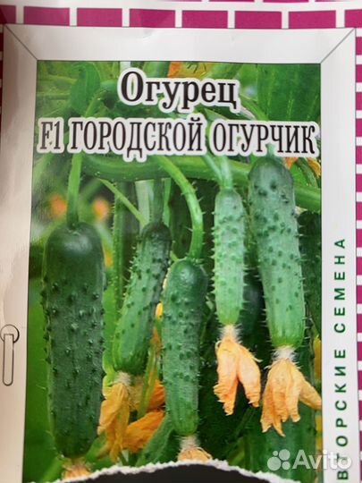 Рассрада для зимнего огорода на подоконнике
