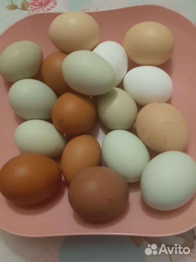 Инкубационное яйцо