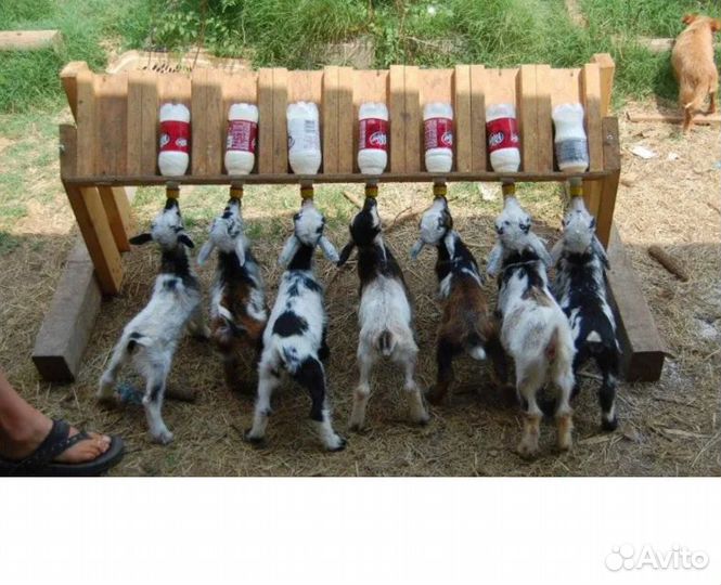 Соска на бутылку для козлят, ягнят, щенят