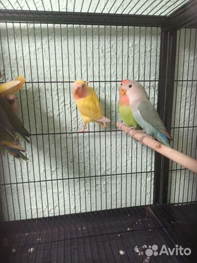 Неразлучники птенцы