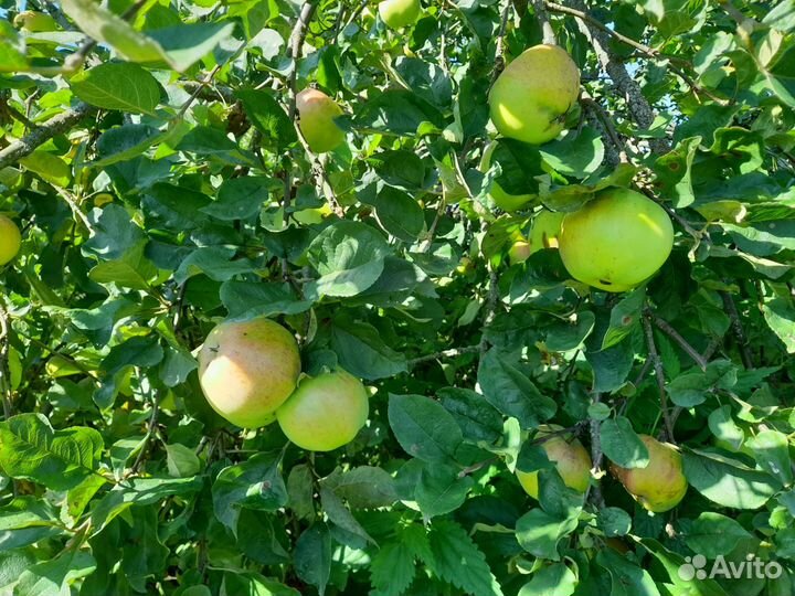 Яблоки оптом