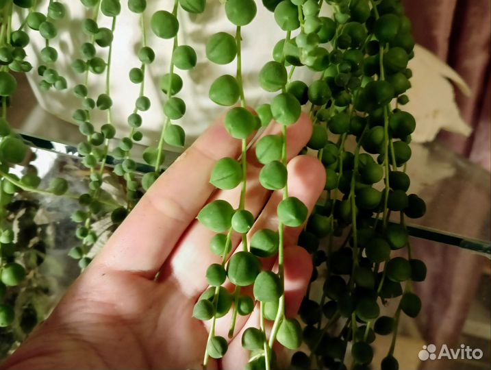 Крестовник роули срез