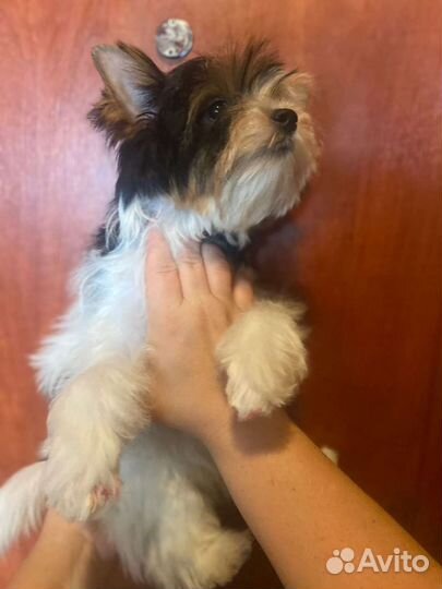 Бивер мальчик