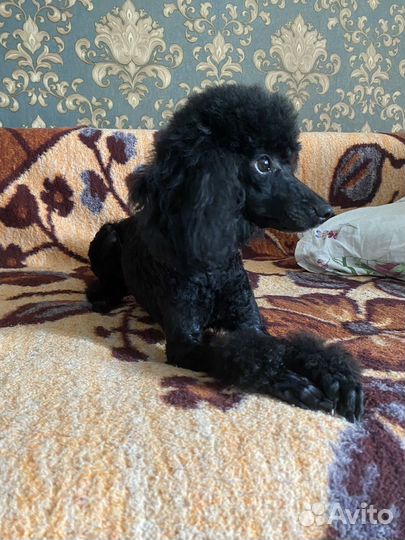 Карликовый пудель вязка