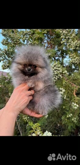 Померанский шпиц тип мишка мини