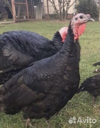 Яйцо индюшиное, индюшки 10мнс