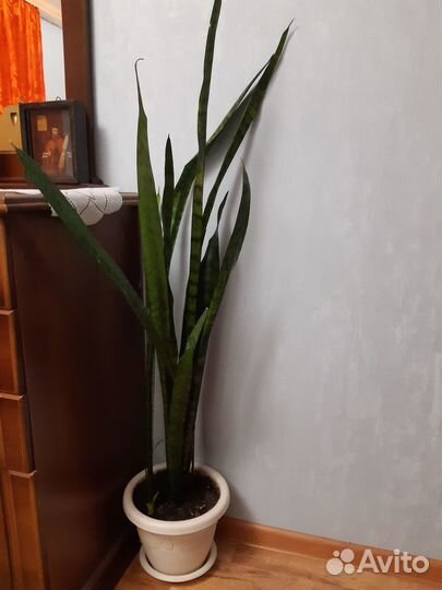 Продам цветы комнатные