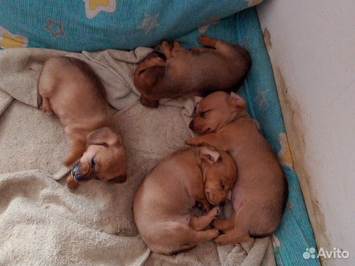 Такса охотнячая щенки
