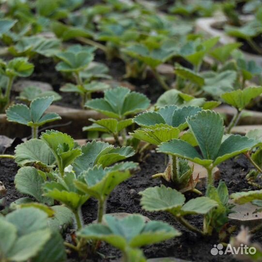 Рассада клубники Азия и Альба (Репродукция - 1)