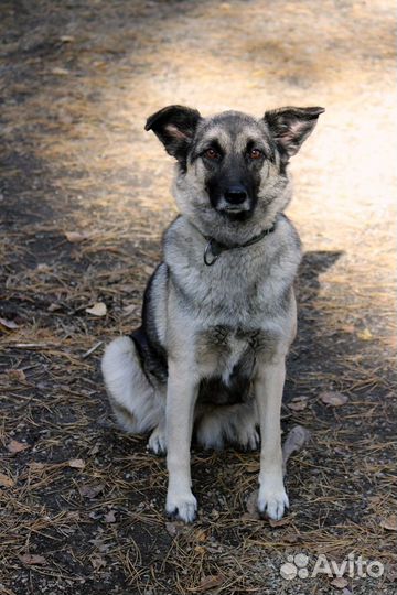 Восточноевропейская овчарка