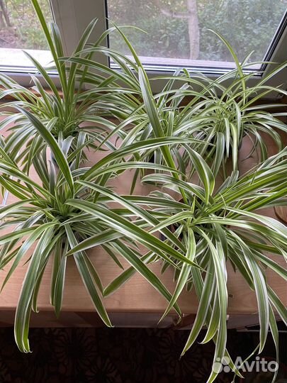 Хлорофитум