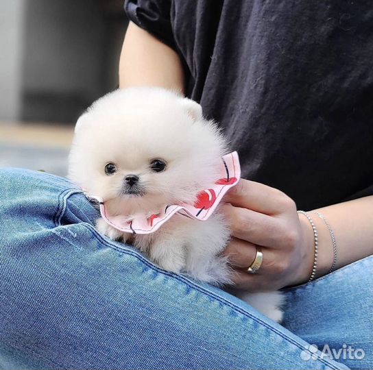 Супер мишки с доставкой на дом