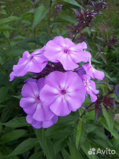 Папоротник страусник, флоксы