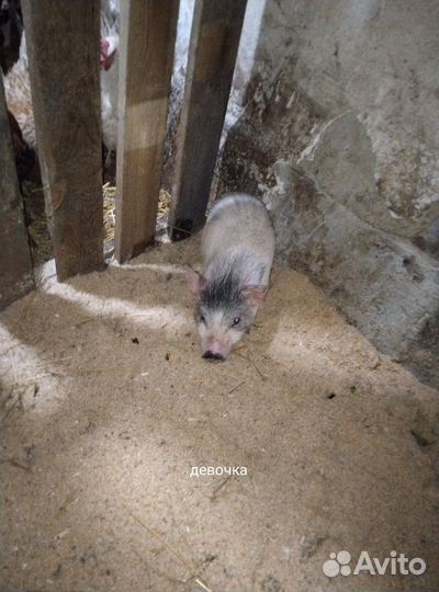 Вьетнамские поросята