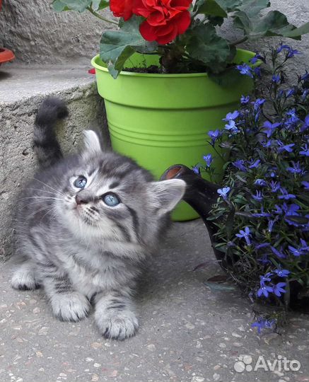 Котики для души)