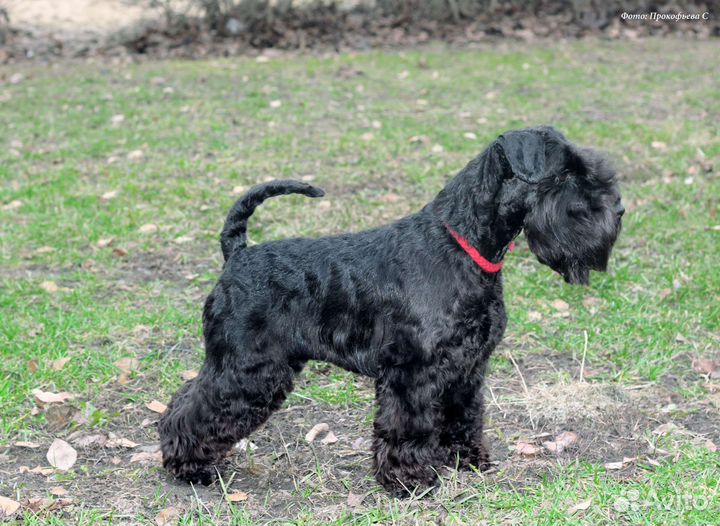 Цвергшнауцер черный вязка