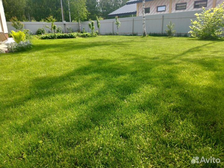 Газон посевной