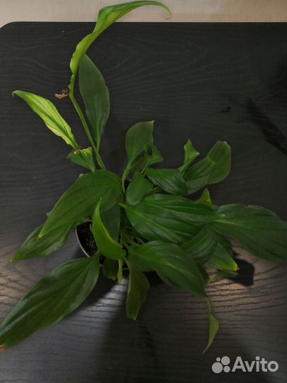 Спатифиллум