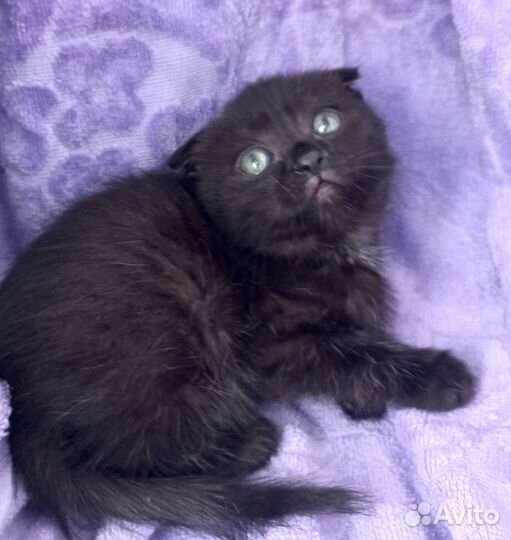 Котенок девочка в добрые руки