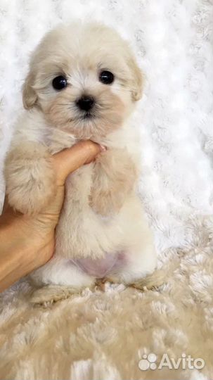 Мальтипу F1 мини бейби фейс милые пушистики